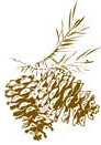 pinecone